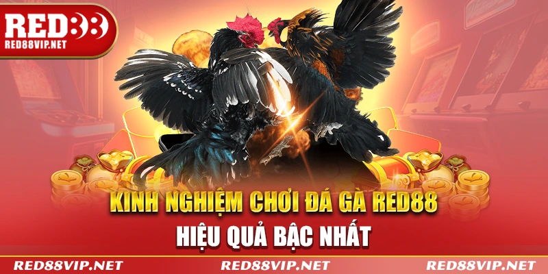 Kinh nghiệm chơi đá gà red88 hiệu quả bậc nhất 