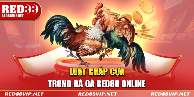Luật chấp cựa trong đá gà red88 online