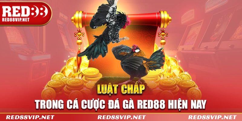 Luật chấp trong cá cược đá gà hiện nay