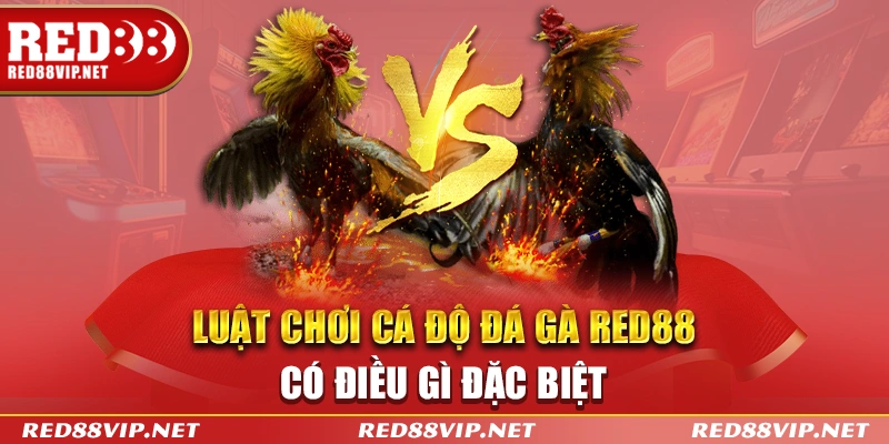 Luật chơi cá độ đá gà red88 có điều gì đặc biệt?