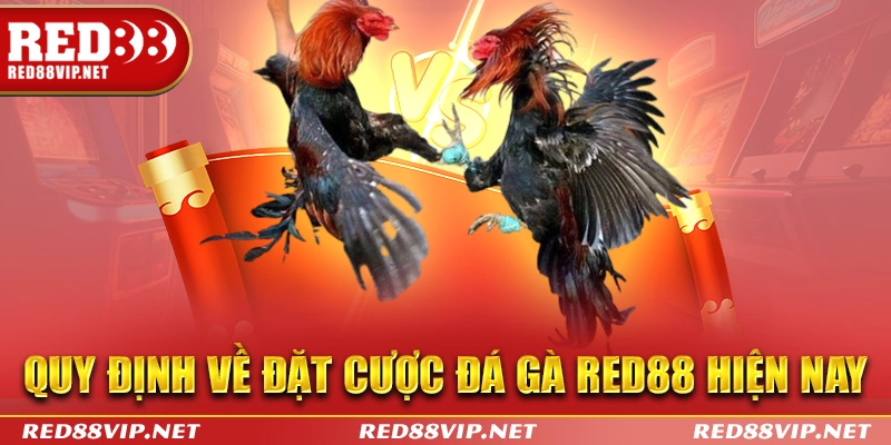 Quy định về cửa đặt cược đá gà red88 online